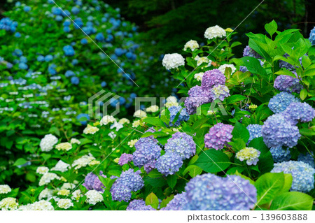 This is a photograph of hydrangeas at Tokoin Temple in Ayabe City, Kyoto Prefecture. 139603888