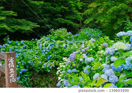 This is a photograph of hydrangeas at Tokoin Temple in Ayabe City, Kyoto Prefecture. 139603890