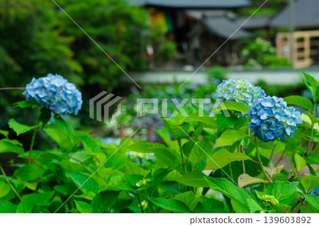 這是京都府綾部市東光院的繡球花照片。 這是京都府綾部市東光院的繡球花照片。 139603892
