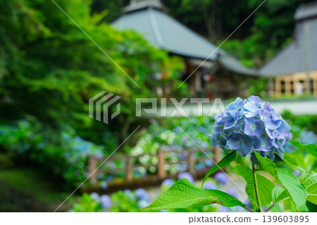 這是京都府綾部市東光院的繡球花照片。 139603895