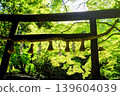 野宮神社的綠楓 139604039