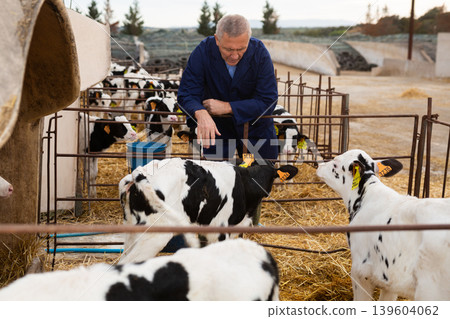 Aged farmer watching little calves in open stall 139604062
