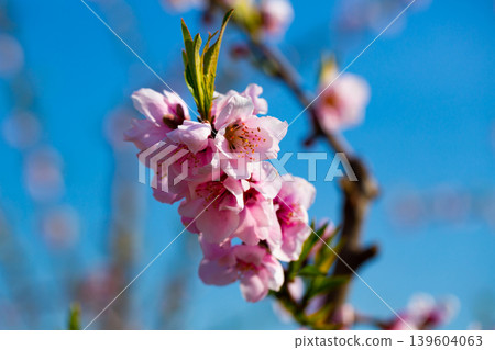 Flowers on peach tree Flowers on peach tree 139604063