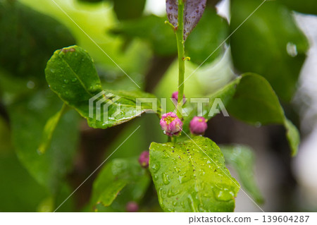 我的花園裡檸檬花盛開。 139604287