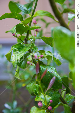 我的花園裡檸檬花盛開。 我的花園裡檸檬花盛開。 139604290