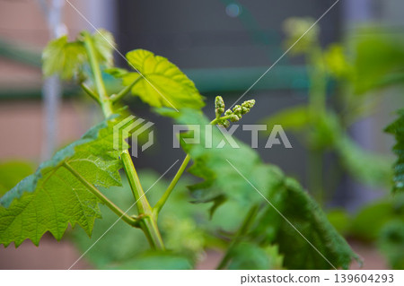 我的花園裡檸檬花盛開。 我的花園裡檸檬花盛開。 139604293