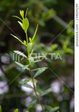 我的花園裡檸檬花盛開。 我的花園裡檸檬花盛開。 139604294
