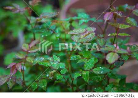 我的花園裡檸檬花盛開。 我的花園裡檸檬花盛開。 139604312
