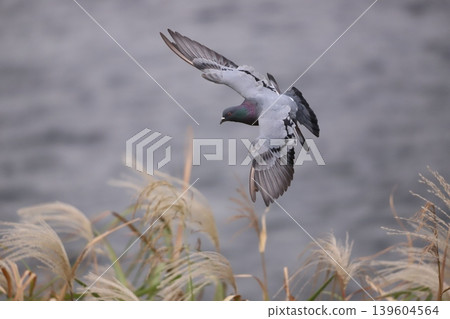 flying pigeon with spread wings flying pigeon with spread wings 139604564