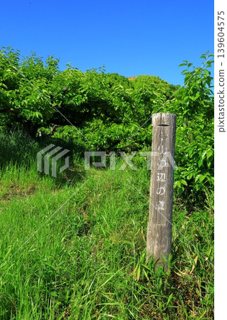 山邊道 139604575