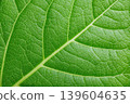 Macro photograph of a fresh green leaf displaying detailed vein structures and a textured surface, suitable for nature-themed projects and educational purposes 139604635