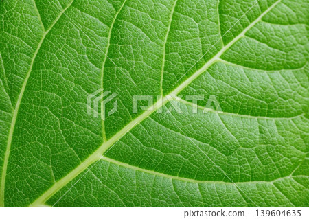 Macro photograph of a fresh green leaf displaying detailed vein structures and a textured surface, suitable for nature-themed projects and educational purposes Macro photograph of a fresh green leaf displaying detailed vein structures and a textured surface, suitable for nature-themed projects and educational purposes 139604635