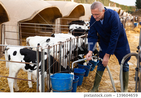Aged farmer pouring water into buckets to give calves drink Aged farmer pouring water into buckets to give calves drink 139604659