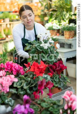 Gardener woman holding potted cyclamen in container garden Gardener woman holding potted cyclamen in container garden 139604718
