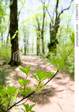 Mt. Omanoki, hiking trail, beech forest, Kuromoji flowers 139604765