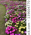明石海峽公園的利文斯頓雛菊 139604770