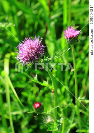 Thistle flowers Thistle flowers 139604814