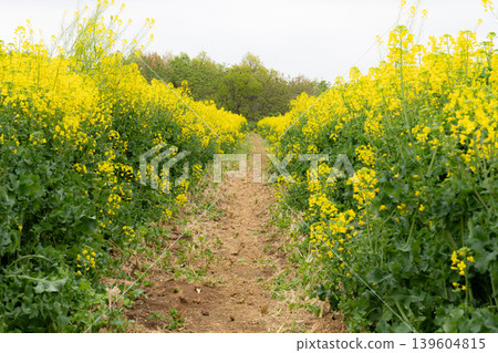Rapeseed flowers, a path through a field of rapeseed flowers Rapeseed flowers, a path through a field of rapeseed flowers 139604815
