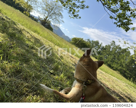 與柴犬的風景 與柴犬的風景 139604824