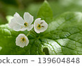 在 Omanoki,Diphylleia grayi 正值花期,盛開著美麗的花朵。 在 Omanoki,Diphylleia grayi 正值花期,盛開著美麗的花朵。 139604848