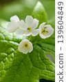 在 Omanoki,Diphylleia grayi 正值花期,盛開著美麗的花朵。 在 Omanoki,Diphylleia grayi 正值花期,盛開著美麗的花朵。 139604849