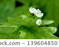 在 Omanoki,Diphylleia grayi 正值花期,盛開著美麗的花朵。 在 Omanoki,Diphylleia grayi 正值花期,盛開著美麗的花朵。 139604850
