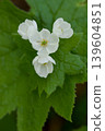 在 Omanoki,Diphylleia grayi 正值花期,盛開著美麗的花朵。 在 Omanoki,Diphylleia grayi 正值花期,盛開著美麗的花朵。 139604851