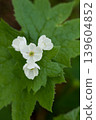 在 Omanoki,Diphylleia grayi 正值花期,盛開著美麗的花朵。 在 Omanoki,Diphylleia grayi 正值花期,盛開著美麗的花朵。 139604852