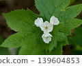 在 Omanoki,Diphylleia grayi 正值花期,盛開著美麗的花朵。 在 Omanoki,Diphylleia grayi 正值花期,盛開著美麗的花朵。 139604853