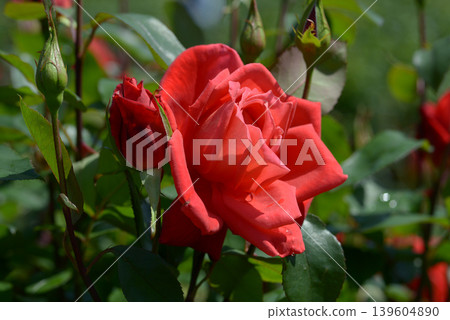 Kifune Rose 139604890