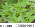 黑字花 黑字花 139604904