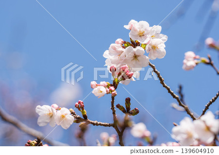 Spring Flowers: A close-up of cherry blossoms beginning to bloom against a blue sky 06 Spring Flowers: A close-up of cherry blossoms beginning to bloom against a blue sky 06 139604910