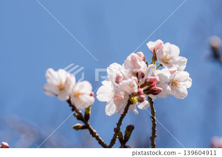 Spring Flowers: A close-up of cherry blossoms beginning to bloom against a blue sky 07 Spring Flowers: A close-up of cherry blossoms beginning to bloom against a blue sky 07 139604911