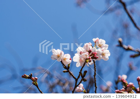 Spring Flowers: A close-up of cherry blossoms beginning to bloom against a blue sky 08 Spring Flowers: A close-up of cherry blossoms beginning to bloom against a blue sky 08 139604912