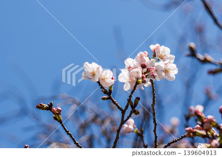 春花:櫻花在藍天下緩緩綻放的特寫 09 春花:櫻花在藍天下緩緩綻放的特寫 09 139604913