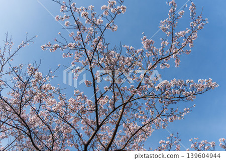 Springtime fields and mountains, gazing up at the blue sky and white cherry blossoms (17) Springtime fields and mountains, gazing up at the blue sky and white cherry blossoms (17) 139604944