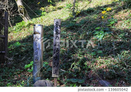 Tsuwabuki 139605042