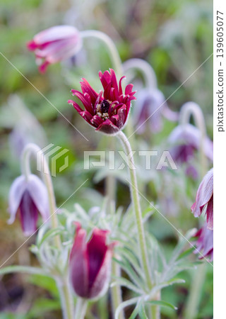Pulsatilla flower 139605077