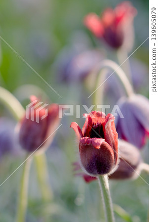 Pulsatilla flower Pulsatilla flower 139605079