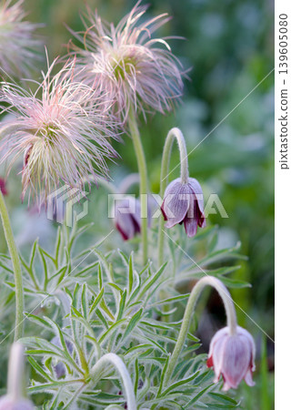 Pulsatilla flower Pulsatilla flower 139605080