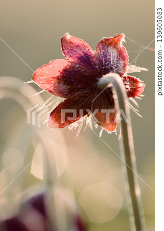 Pulsatilla flower Pulsatilla flower 139605083