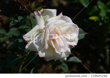 Captivating rose flower 139605286
