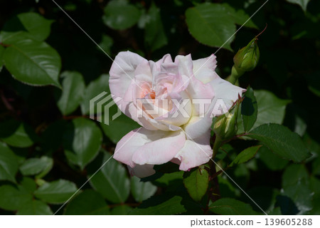 晚霧玫瑰花 晚霧玫瑰花 139605288