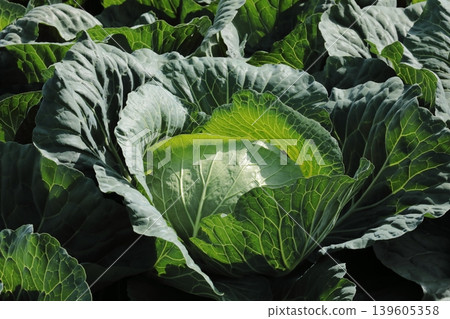 Cabbage Cabbage 139605358
