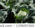 Cabbage 139605360