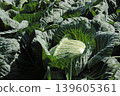 Cabbage 139605361