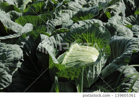 Cabbage Cabbage 139605361