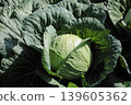 Cabbage 139605362
