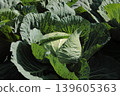 Cabbage 139605363