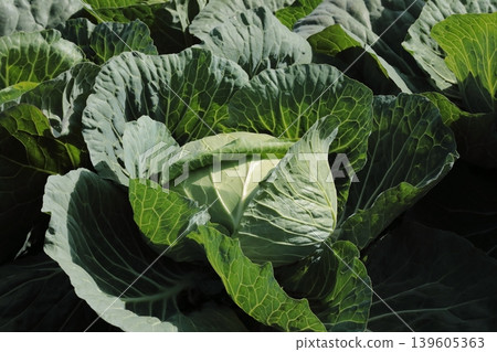 Cabbage Cabbage 139605363
